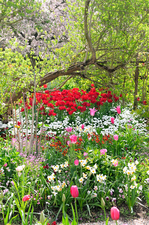 Massed plantings - mostly tulips at Giverney