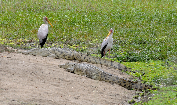 Yellow-billed Stork and Nile crocodile - Gorongosa NP