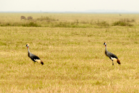 Crested Crane - Gorongosa NP