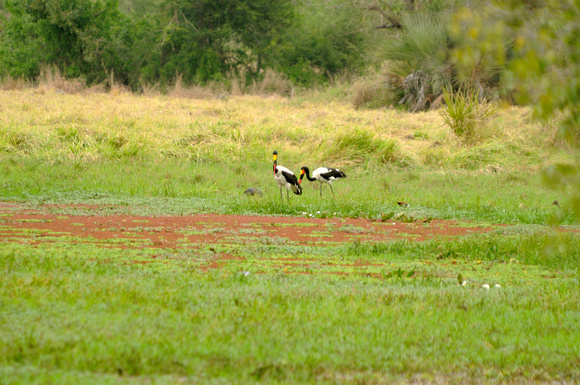 Saddle-beaked stork