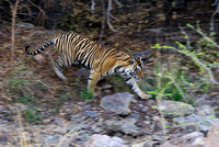 India - Ranthambore (Tiger) National Park - 17, 18 Feb 2017