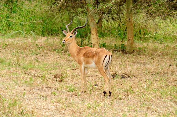 Impala buck - Gorongosa NP