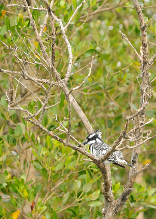 Pied Kingfisher - St Lucia