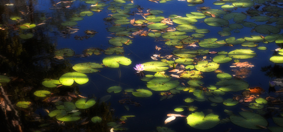 Water lillies at Galvan's Gorge - homage to Monet!!